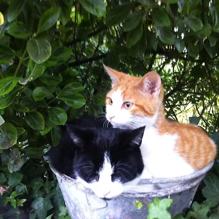 Gypsy Caravan In Weideblick With Farm Animals Dom wakacyjny Bergen op Zoom