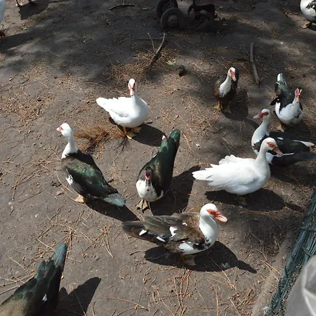Gypsy Caravan In Weideblick With Farm Animals *