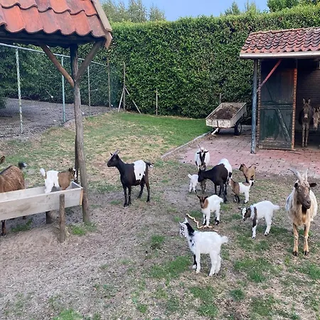 Gypsy Caravan In Weideblick With Farm Animals * Bergen op Zoom