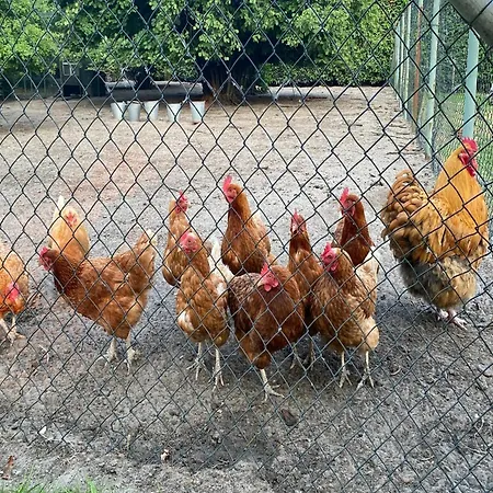Gypsy Caravan In Weideblick With Farm Animals *