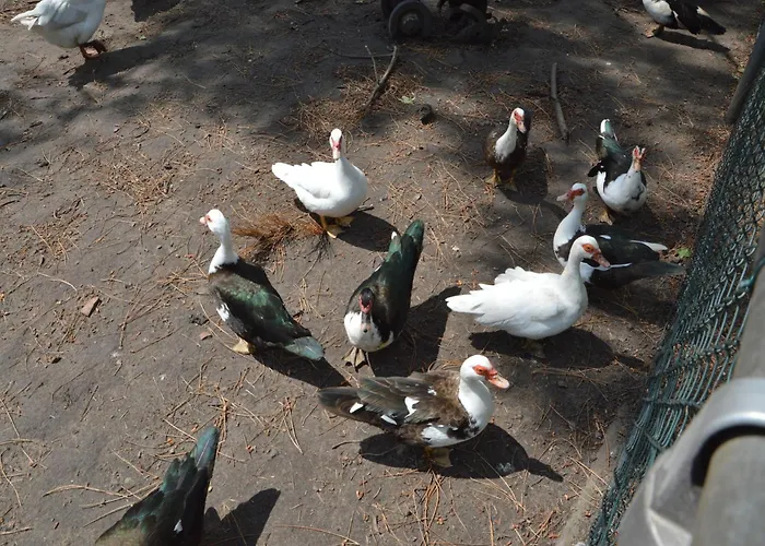Gypsy Caravan In Weideblick With Farm Animals *