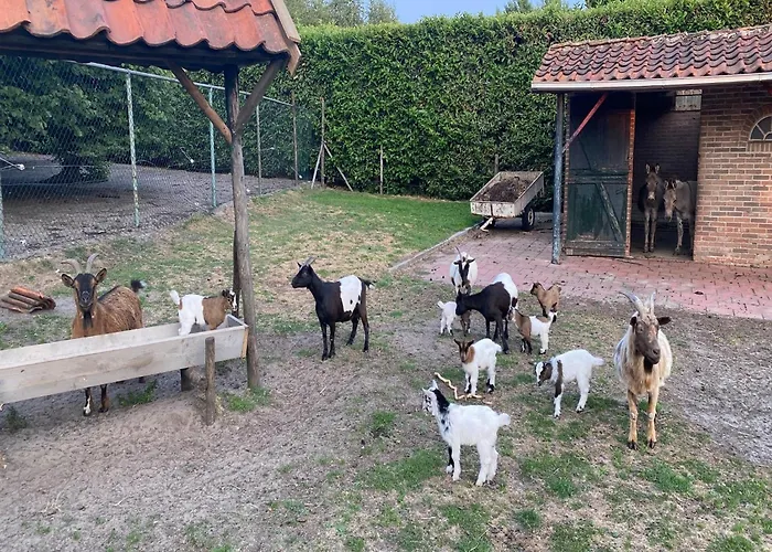 Gypsy Caravan In Weideblick With Farm Animals * Berg-op-Zoom