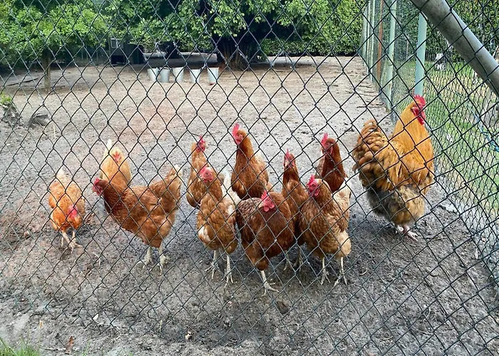 Gypsy Caravan In Weideblick With Farm Animals *