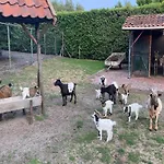 Gypsy Caravan In Weideblick With Farm Animals * ברחן אופ זום