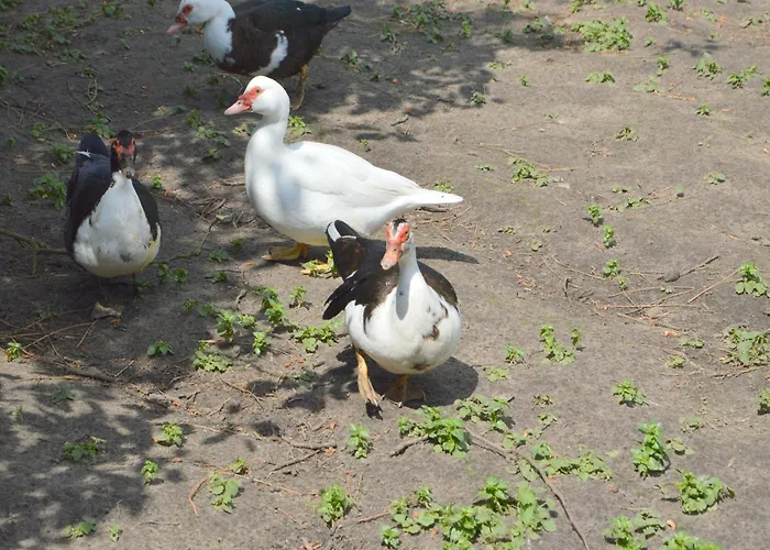 Gypsy Caravan In Weideblick With Farm Animals *